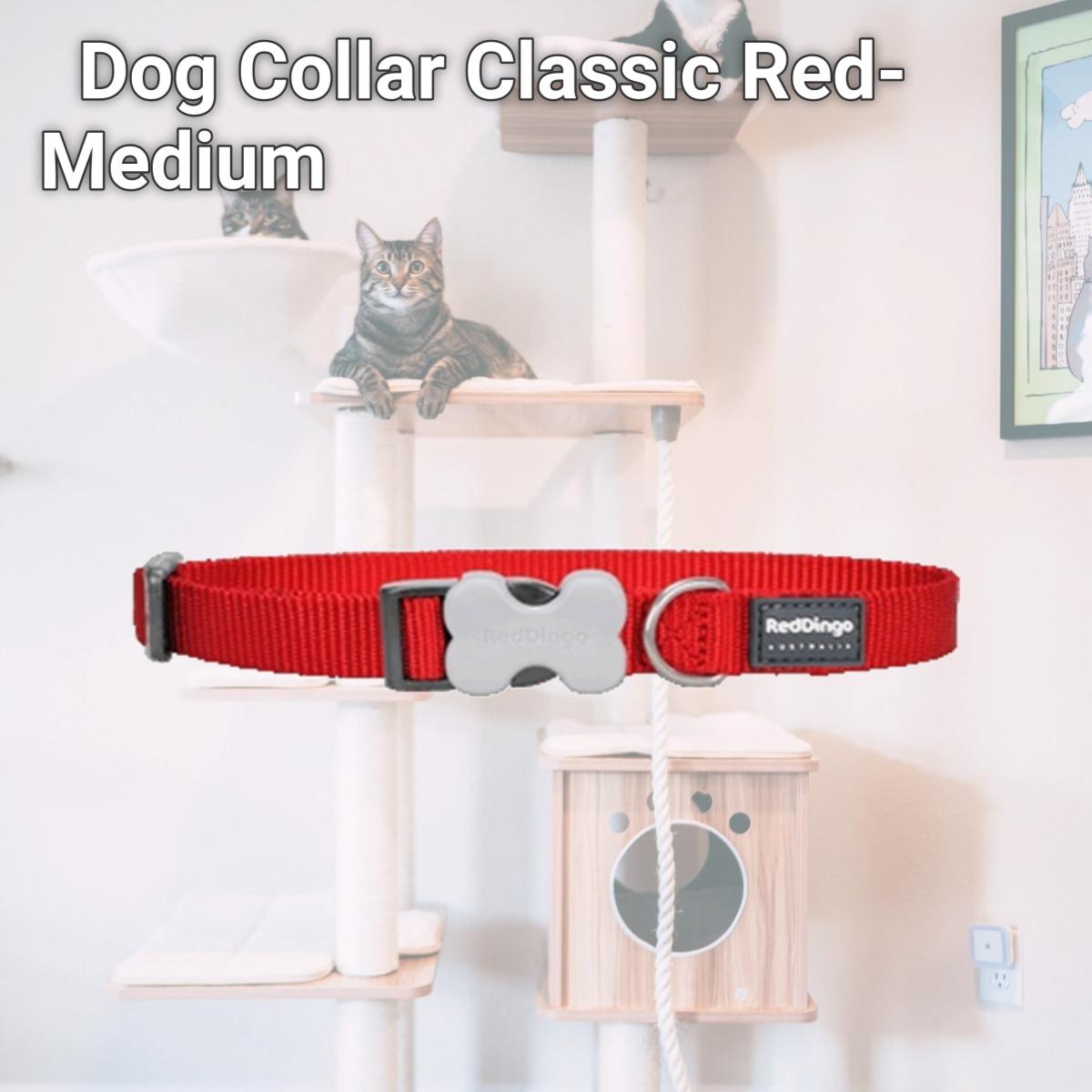 Picture of Red Dingo DC-ZZ-RE-20 Dog Collar Classic Red- Medium