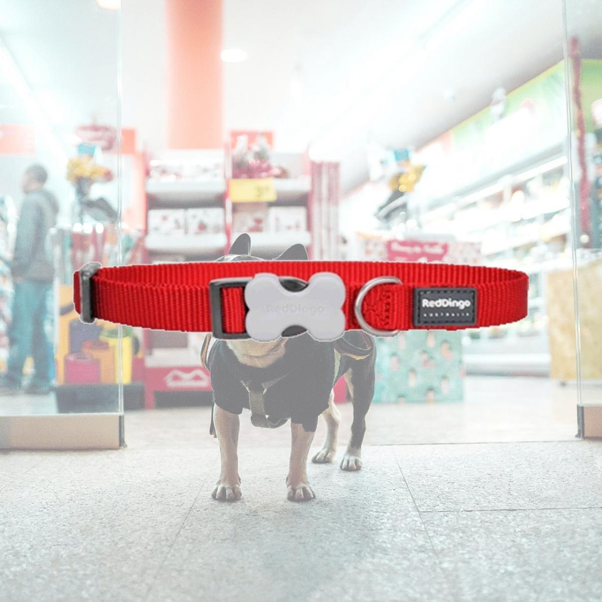Picture of Red Dingo DC-ZZ-RE-20 Dog Collar Classic Red- Medium