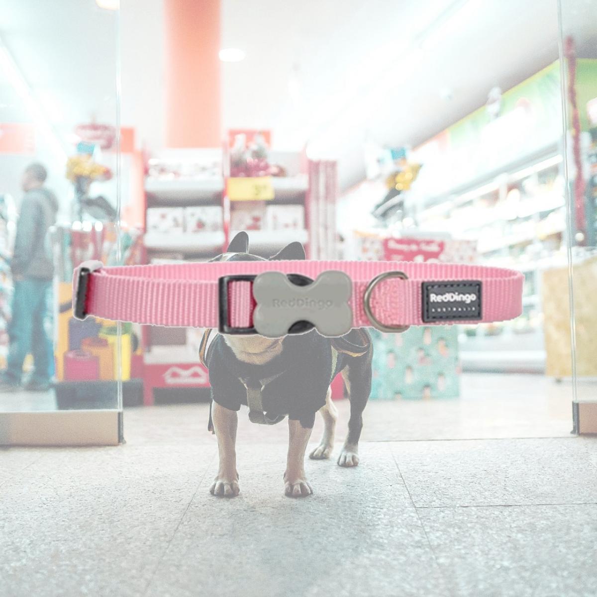 Picture of Red Dingo DC-ZZ-PK-20 Dog Collar Classic Pink- Medium