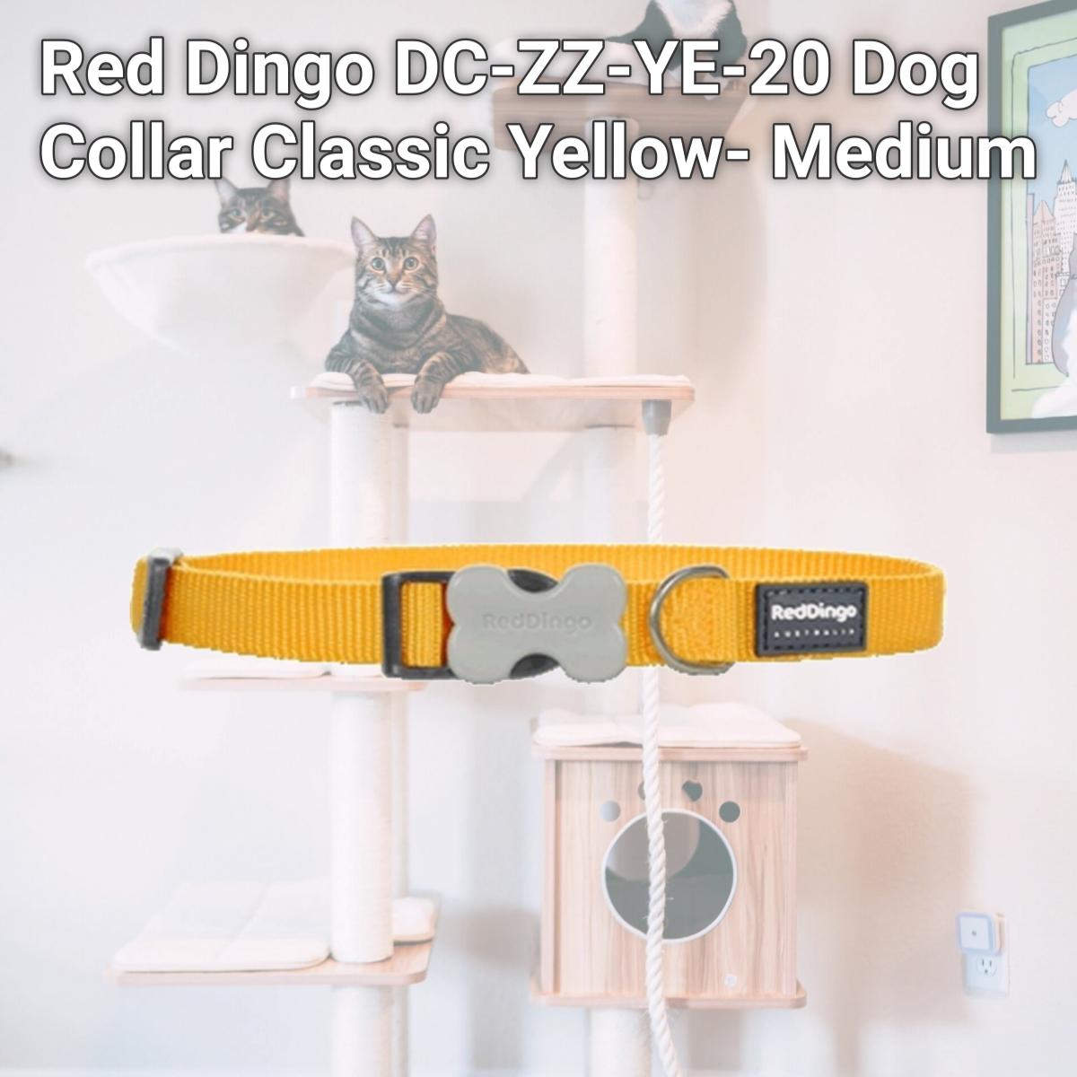 Picture of Red Dingo DC-ZZ-YE-20 Dog Collar Classic Yellow- Medium