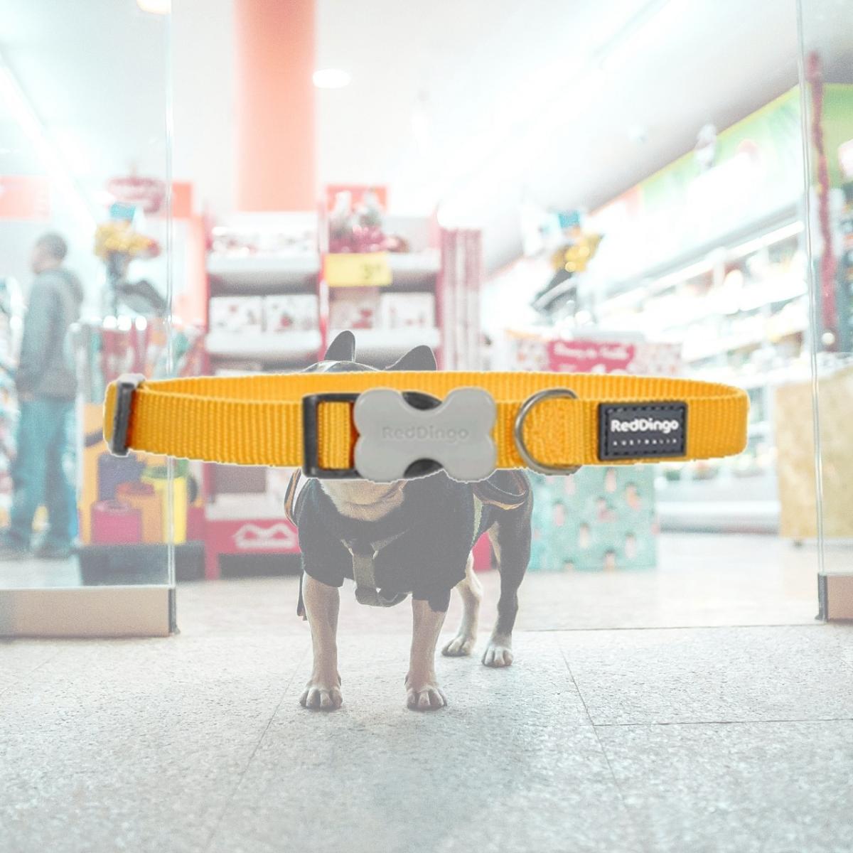 Picture of Red Dingo DC-ZZ-YE-20 Dog Collar Classic Yellow- Medium