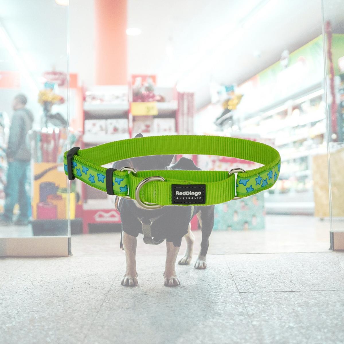 Picture of Red Dingo MC-ST-LG-15 Martingale Design Design Star Lime Green - Small