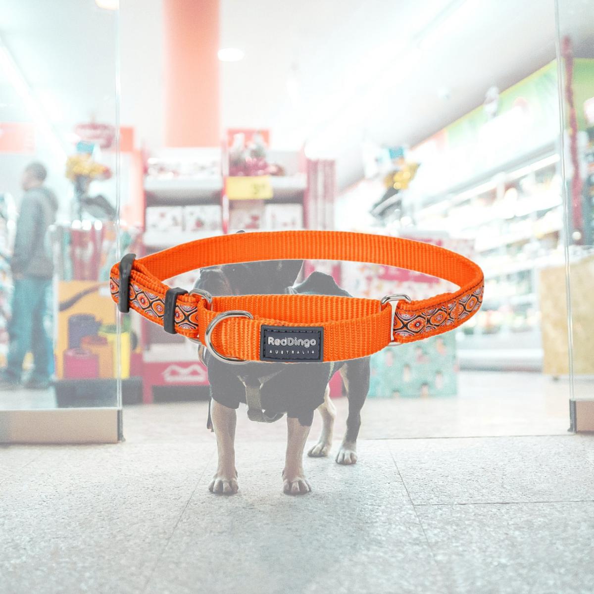 Picture of Red Dingo MC-SE-OR-15 Martingale Design Design Snake Eyes Orange - Small