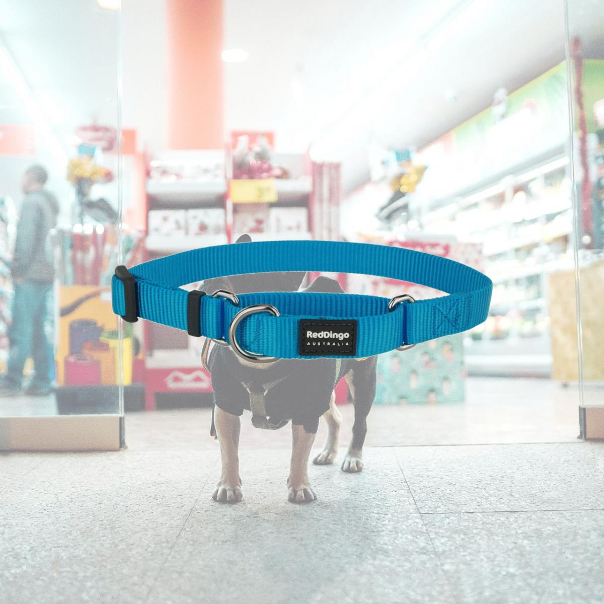 Picture of Red Dingo MC-ZZ-TQ-15 Martingale Classic Turquoise - Small