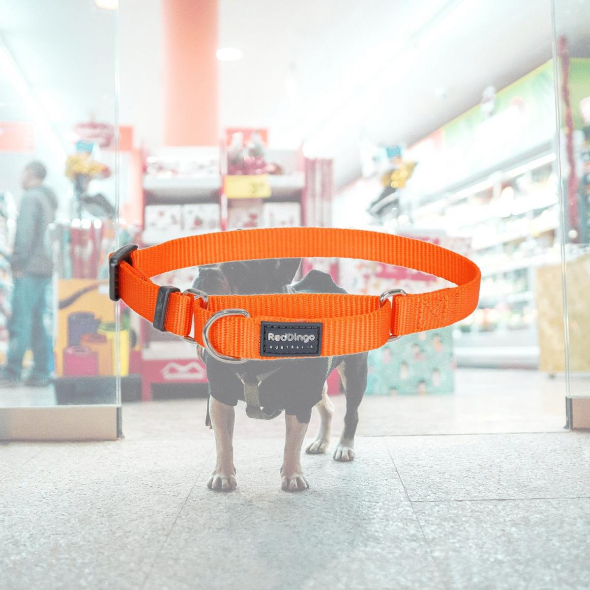 Picture of Red Dingo MC-ZZ-OR-25 Martingale Classic Orange - Large