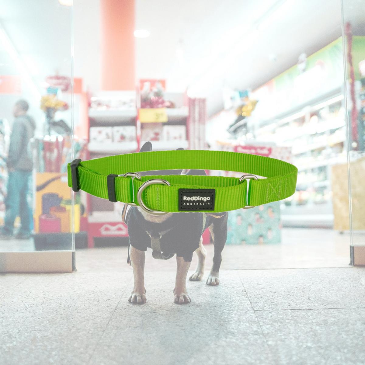 Picture of Red Dingo MC-ZZ-LG-15 Martingale Classic Lime Green - Small
