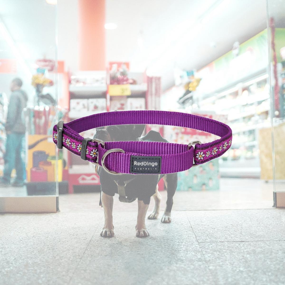Picture of Red Dingo MC-DC-PU-15 Martingale Design Daisy Chain Purple - Small