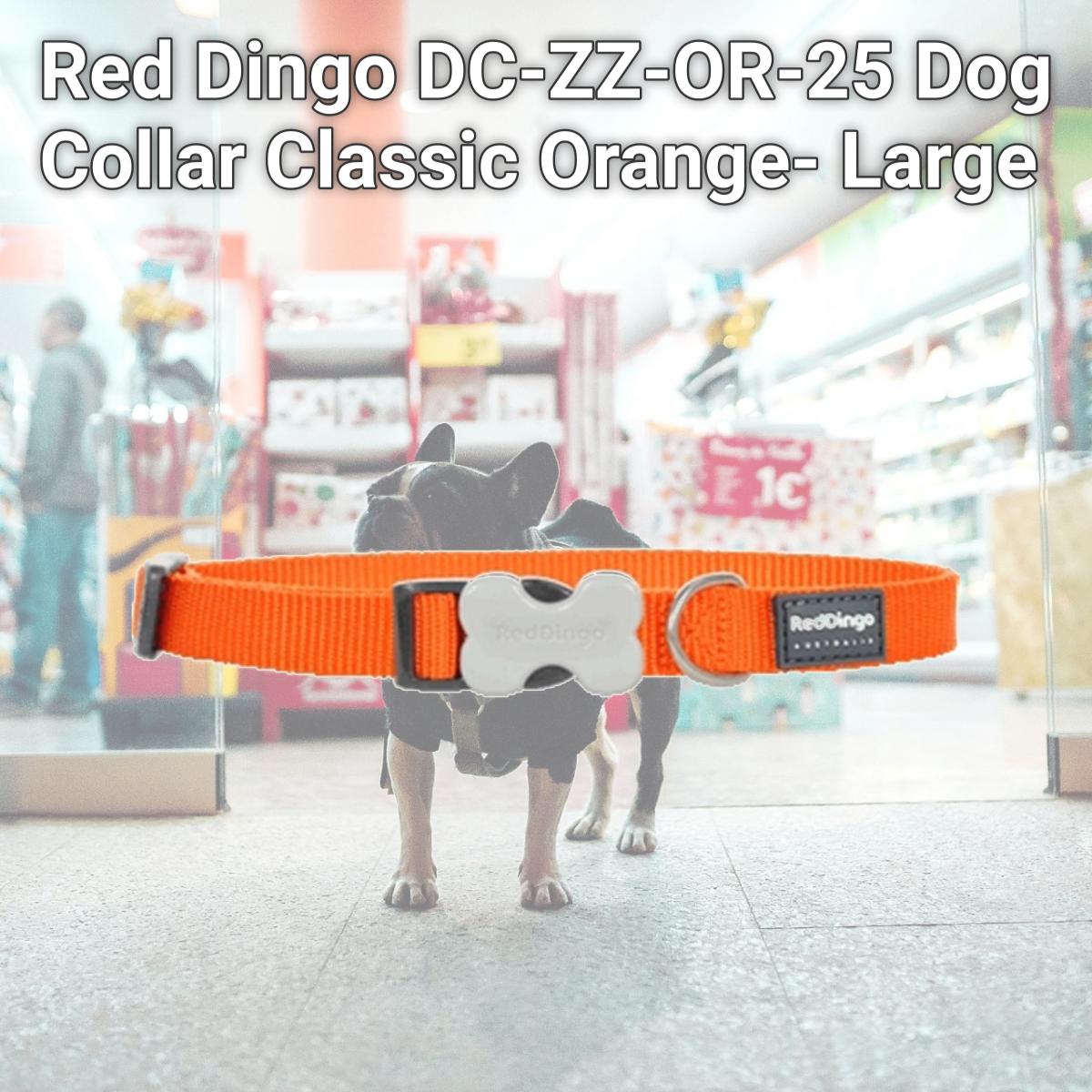 Picture of Red Dingo DC-ZZ-OR-25 Dog Collar Classic Orange- Large