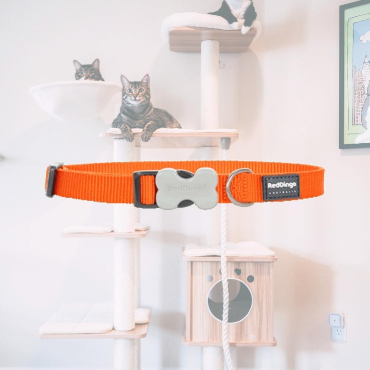 Picture of Red Dingo DC-ZZ-OR-25 Dog Collar Classic Orange- Large