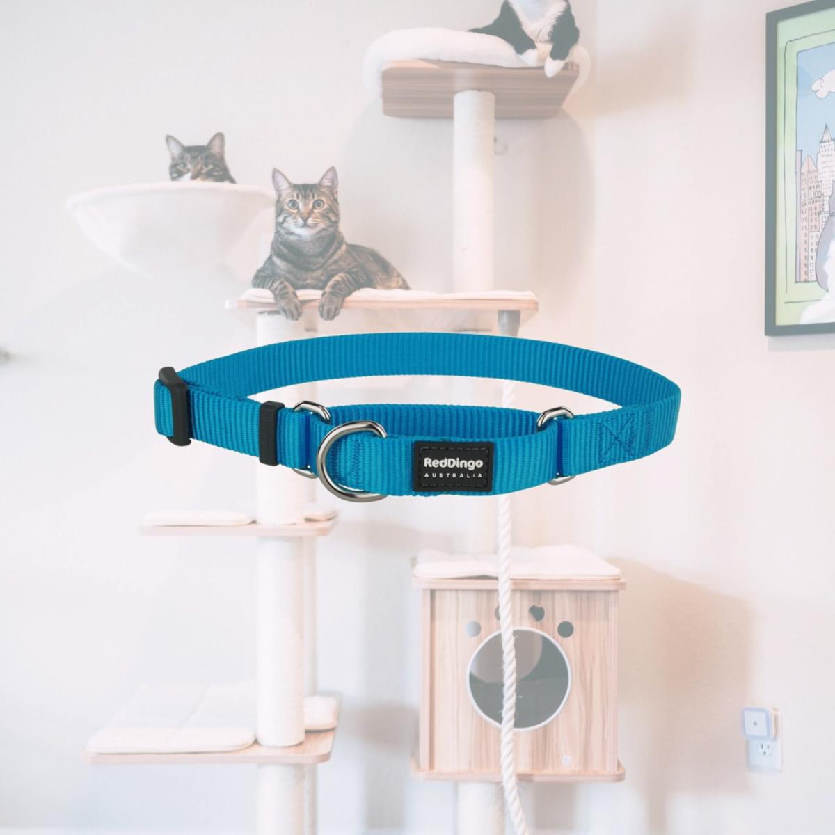 Picture of Red Dingo MC-ZZ-TQ-20 Martingale Classic Turquoise - Medium