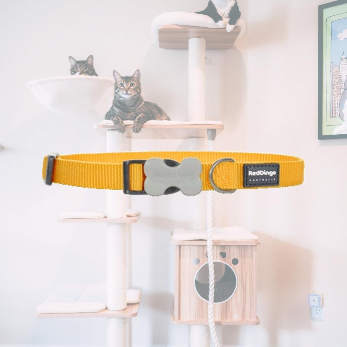 Picture of Red Dingo DC-ZZ-YE-25 Red Dingo Dog Collar Classic Yellow Large