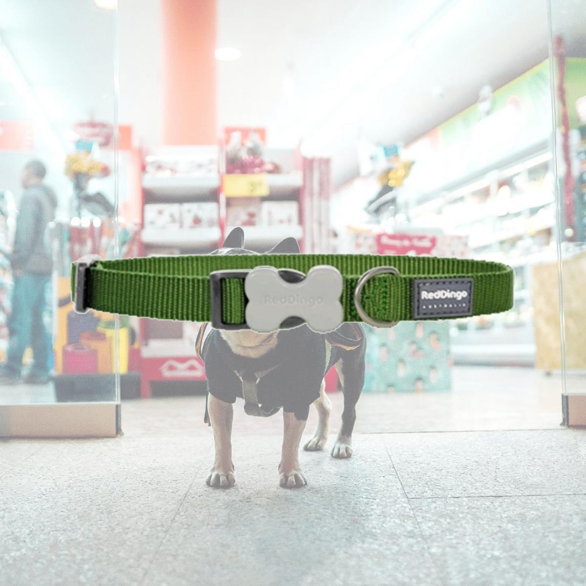 Picture of Red Dingo DC-ZZ-GR-25 Dog Collar Classic Green- Large