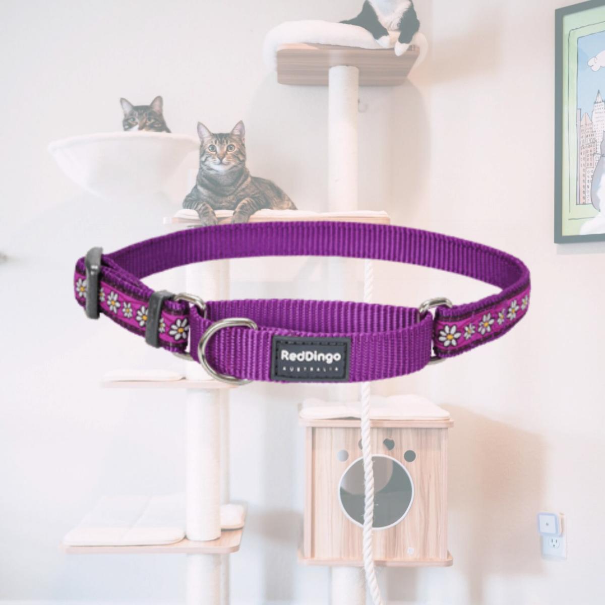 Picture of Red Dingo MC-DC-PU-12 Martingale Dog Collar Design Daisy Chain Purple- Extra Small
