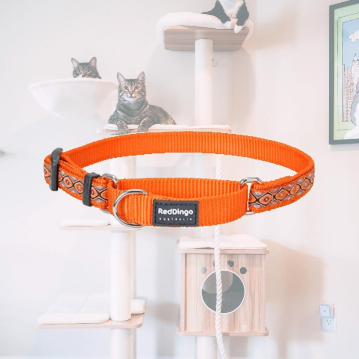 Picture of Red Dingo MC-SE-OR-12 Martingale Dog Collar Design Snake Eyes Orange- Extra Small