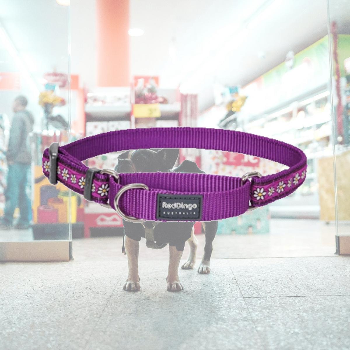 Picture of Red Dingo MC-DC-PU-20 Martingale Dog Collar Design Daisy Chain Purple- Medium