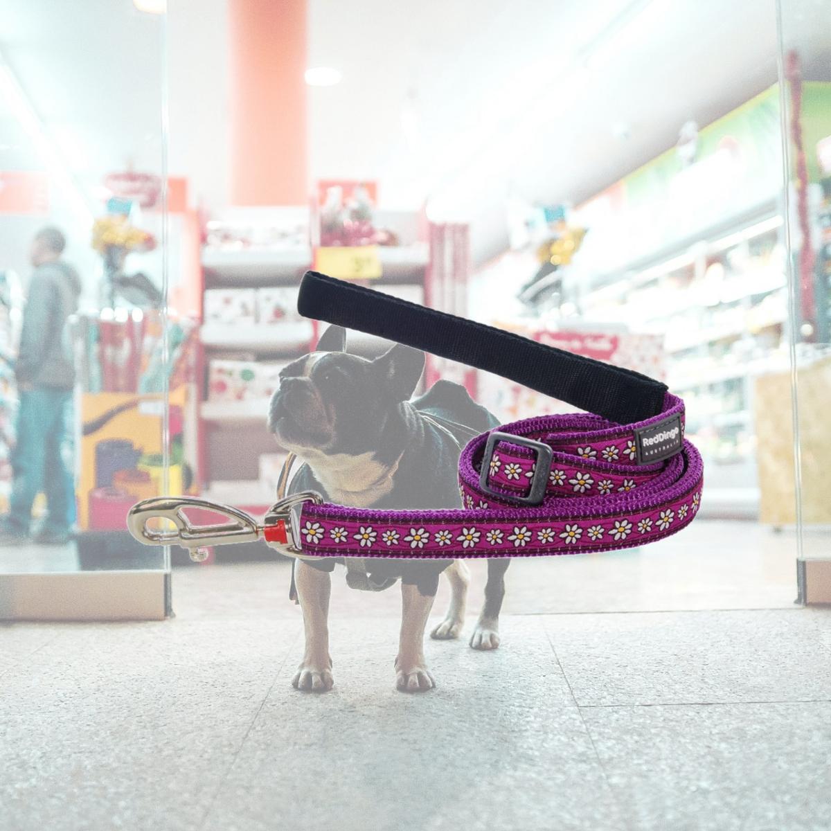 Picture of Red Dingo L6-DC-PU-15 Dog Lead Design Daisy Chain Purple - Small 6ft