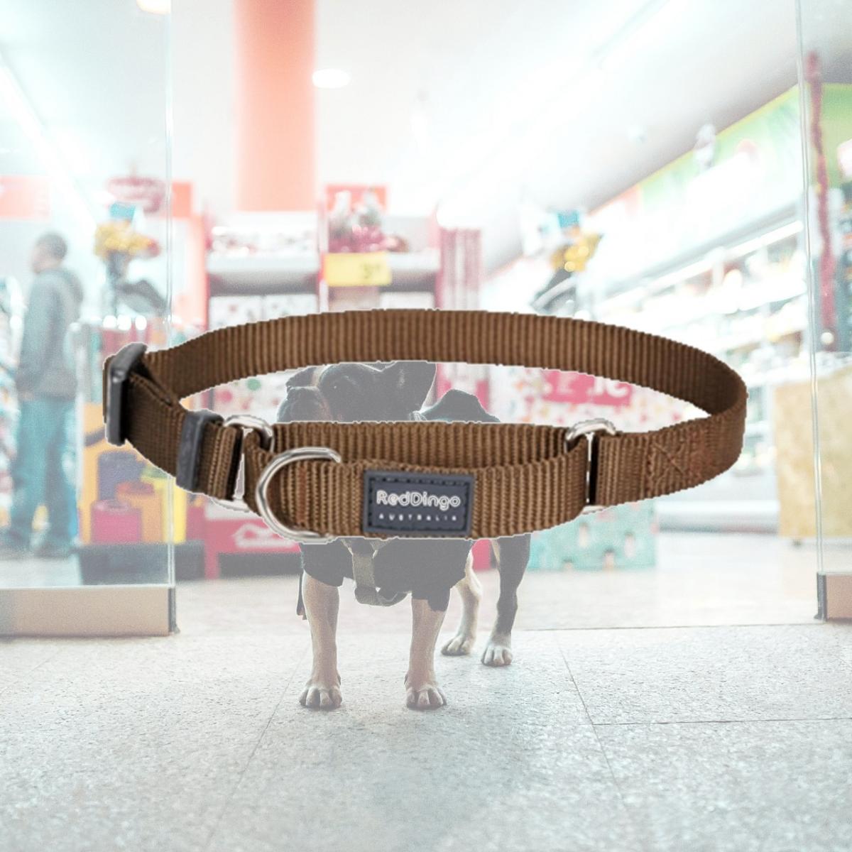 Picture of Red Dingo MC-ZZ-BR-12 Martingale Dog Collar Classic Brown- Extra Small