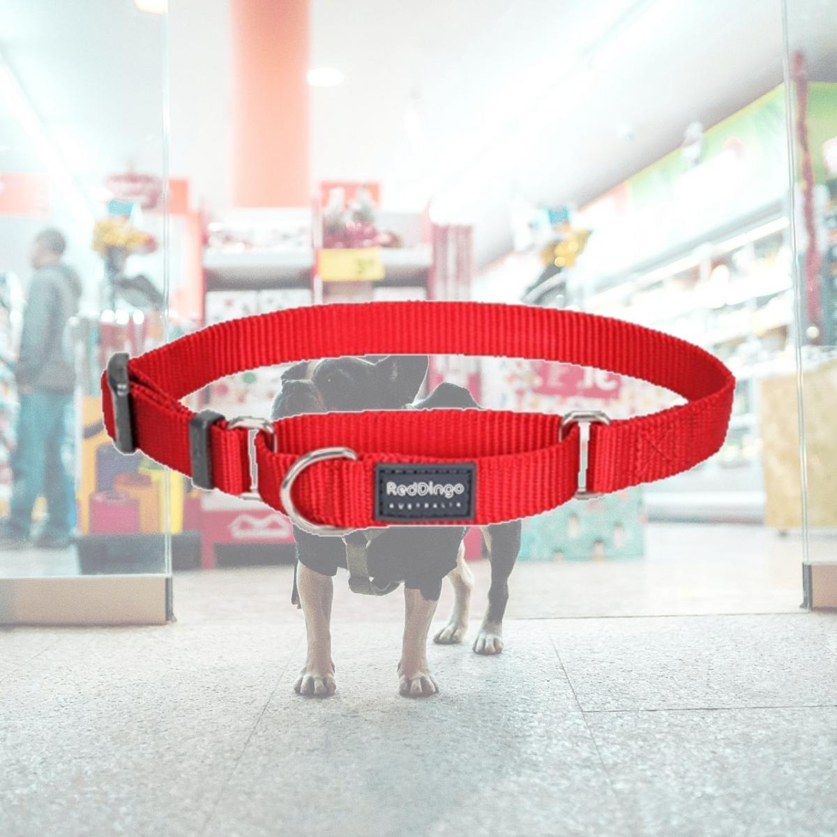 Picture of Red Dingo MC-ZZ-RE-20 Martingale Dog Collar Classic Red- Medium