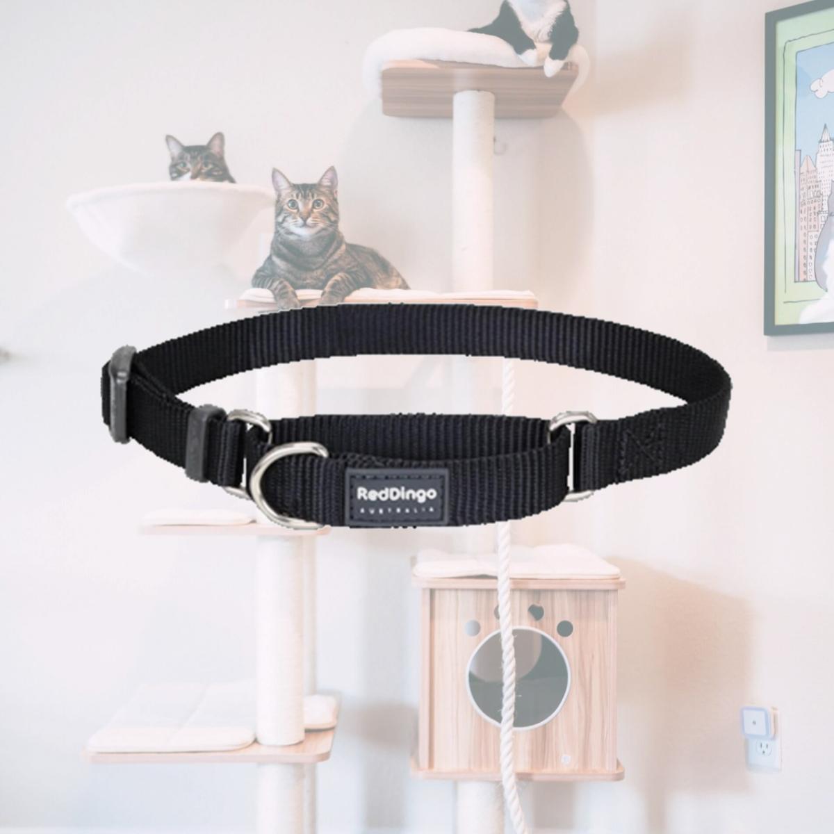 Picture of Red Dingo MC-ZZ-BB-20 Martingale Dog Collar Classic Black- Medium