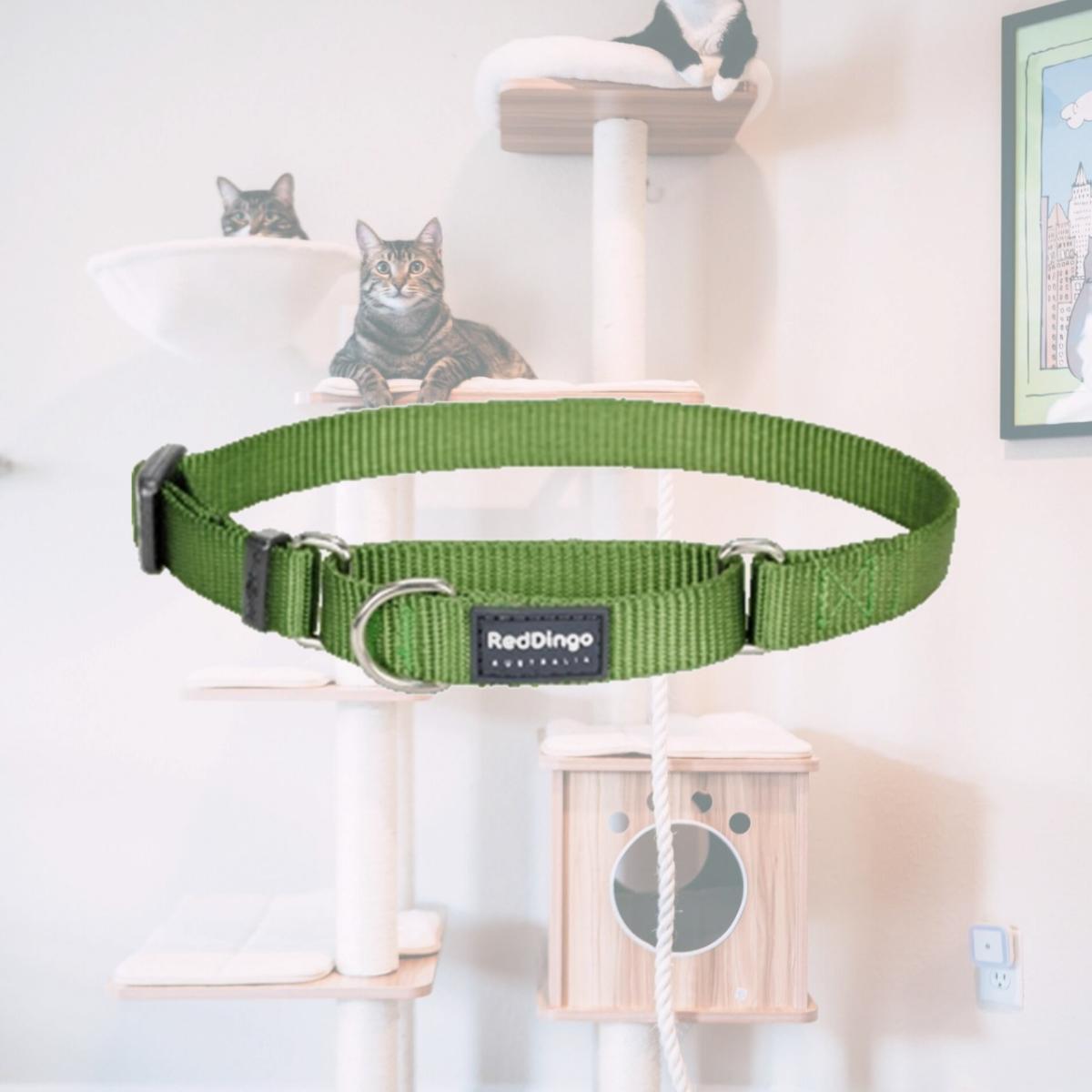 Picture of Red Dingo MC-ZZ-GR-20 Martingale Dog Collar Classic Green- Medium