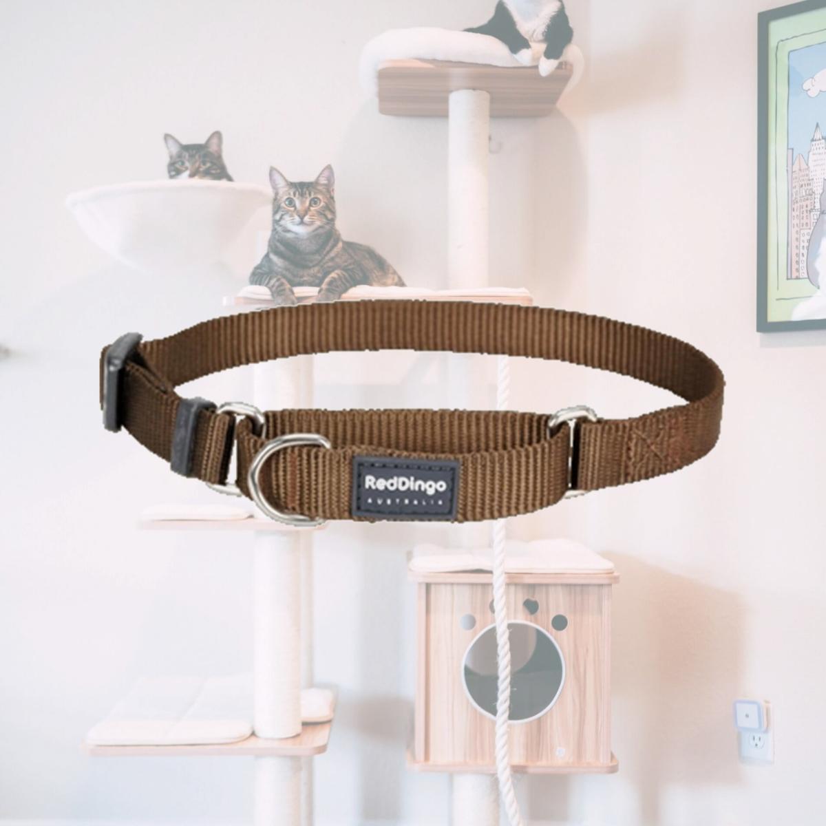 Picture of Red Dingo MC-ZZ-BR-20 Martingale Dog Collar Classic Brown- Medium