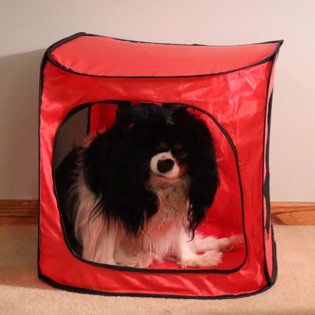 Picture of Redmon Since 1883 7481 Portable Pop Up Dog Crate - Medium
