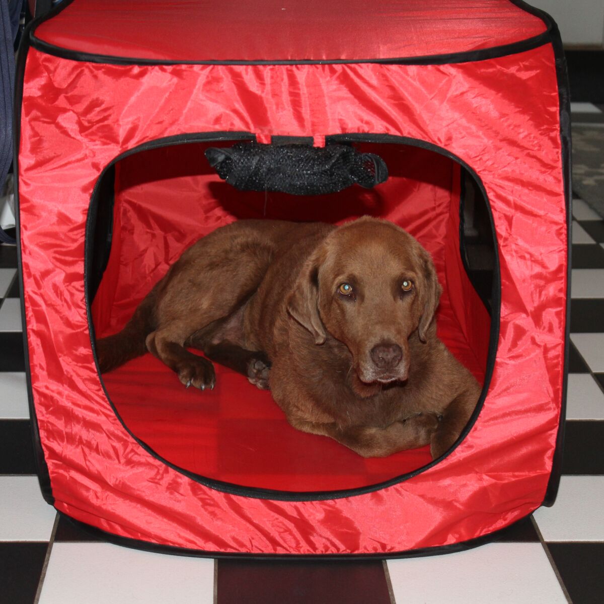 Picture of Redmon Since 1883 7482 Portable Pop Up Dog Crate - Extra Large