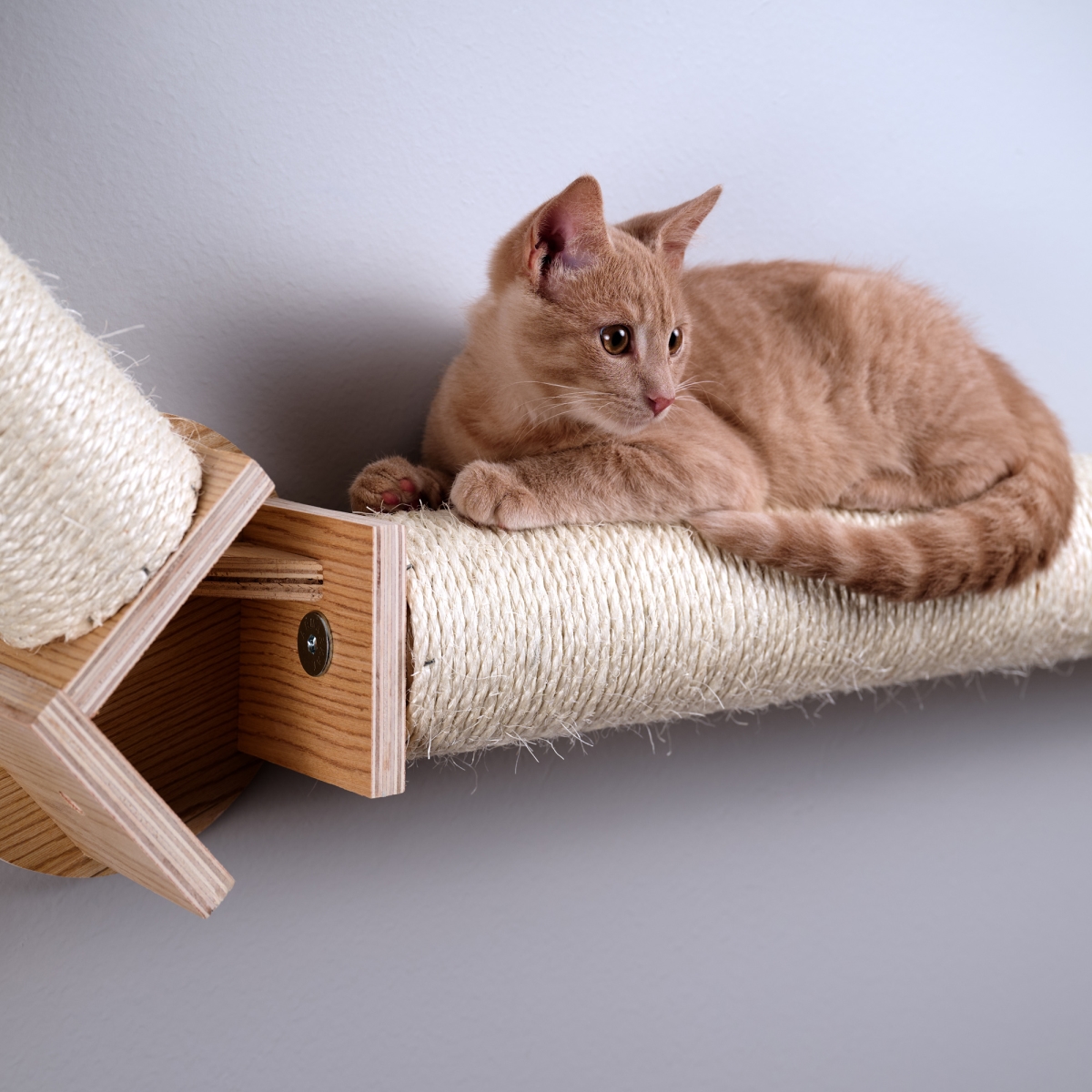Picture of Armarkat W2307 Armarkat Wall Series Wall Climbing Cat Post Bridge W2307