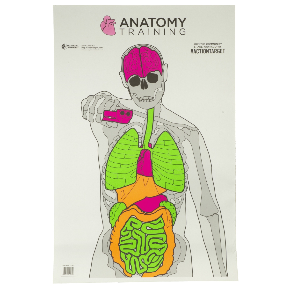 GS-ANATOMY-100 23 x 35 in. Anatomy Training Target, Multi Color - 100 Per Box
