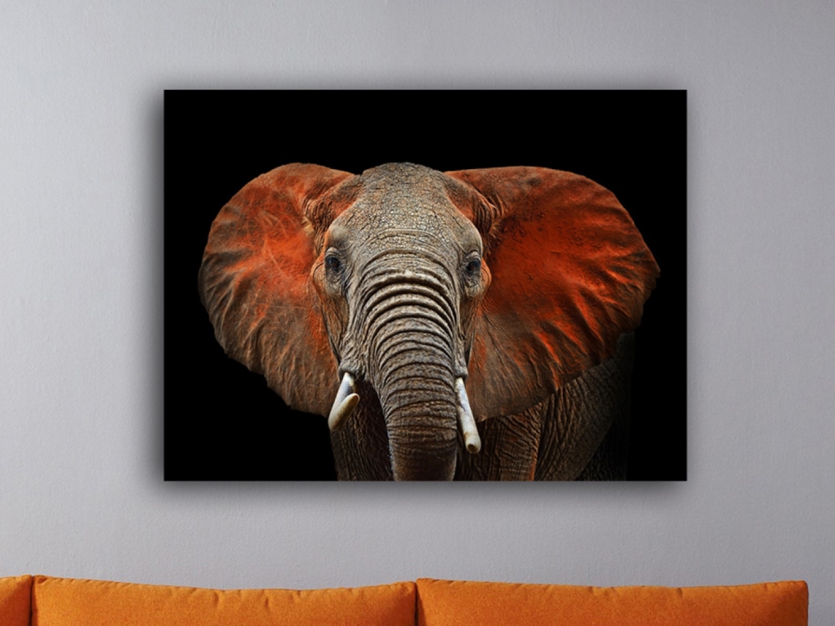 Picture of Artful Printers C-16201914 African Elephant Photography Canvas Art, 16 x 20 in.