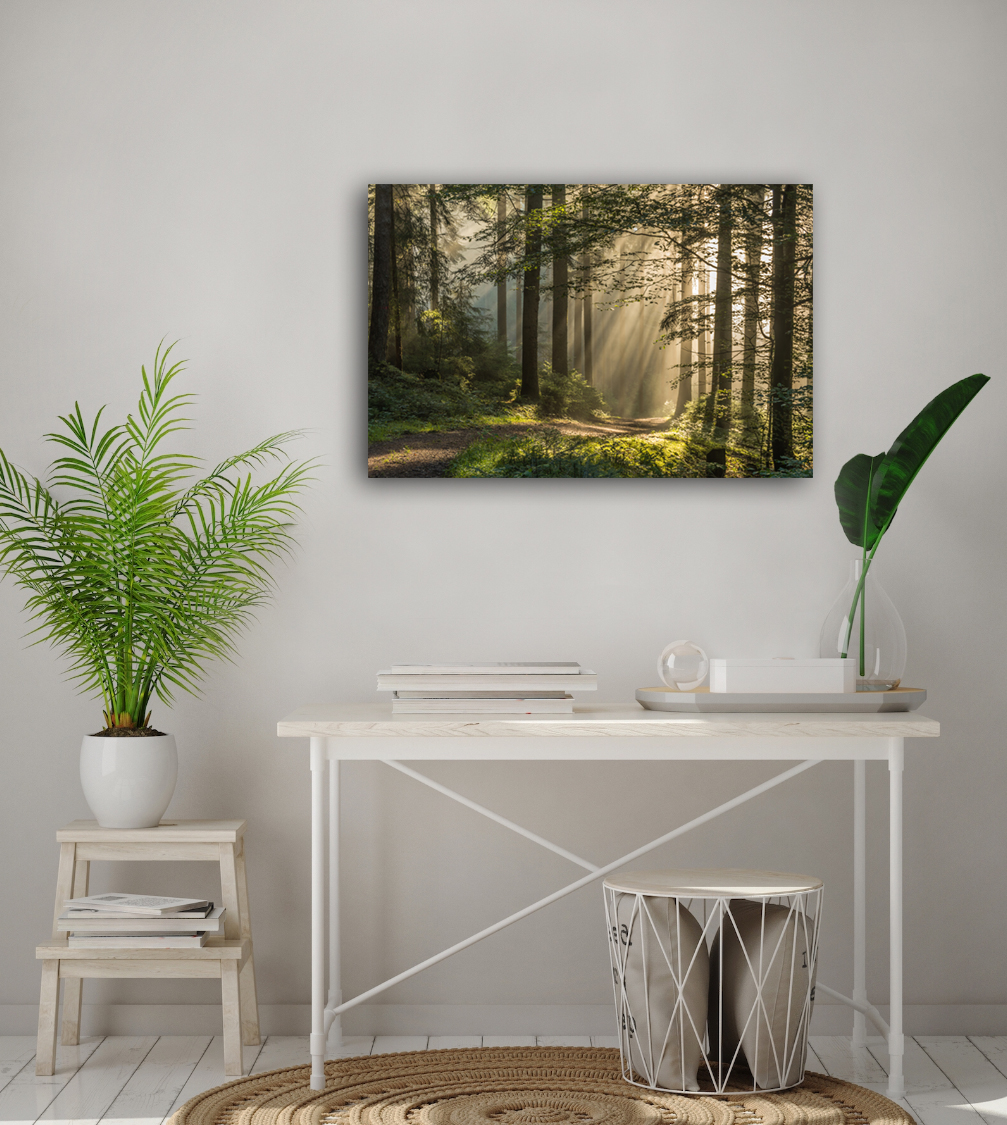 Morning Walk Photography Canvas Art, 20 x 30 in.