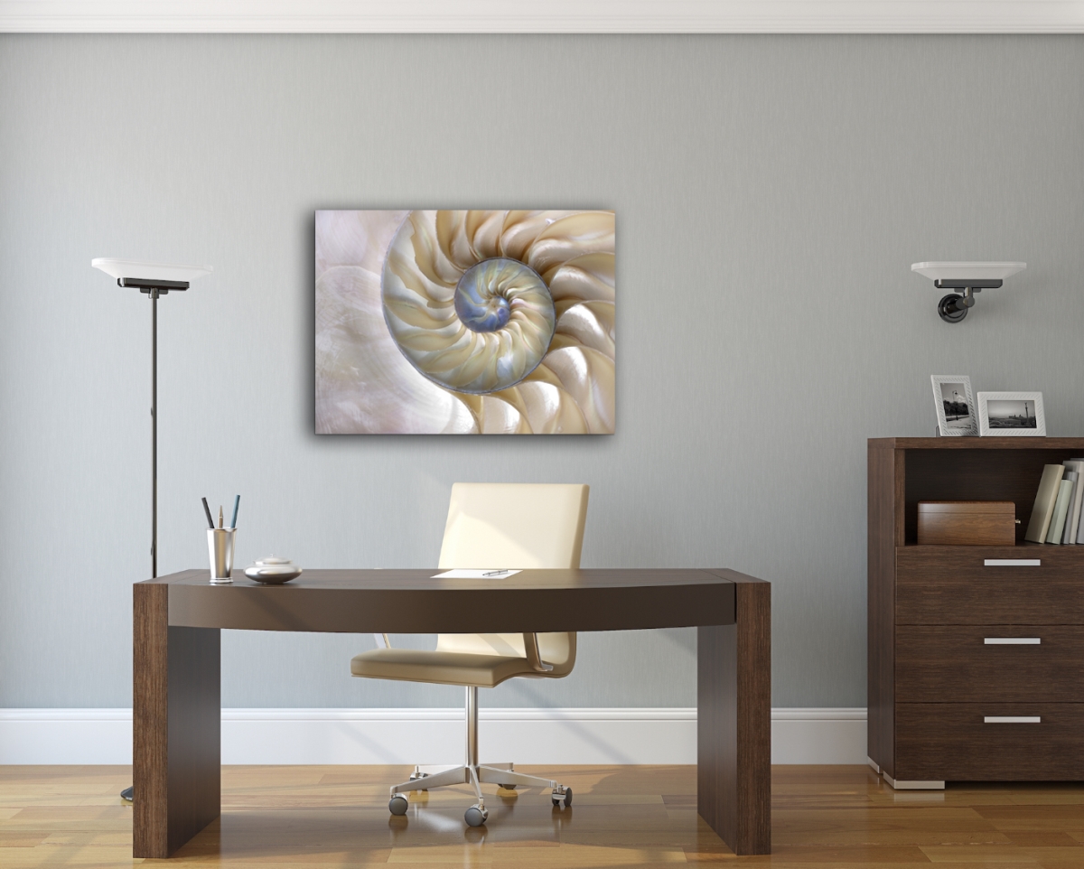 Picture of Artful Printers C-16202067 Sea Shell Swirl Photography Canvas Art&#44; 16 x 20 in.