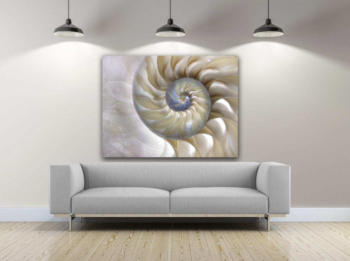 Sea Shell Swirl Photography Canvas Art, 30 x 40 in.
