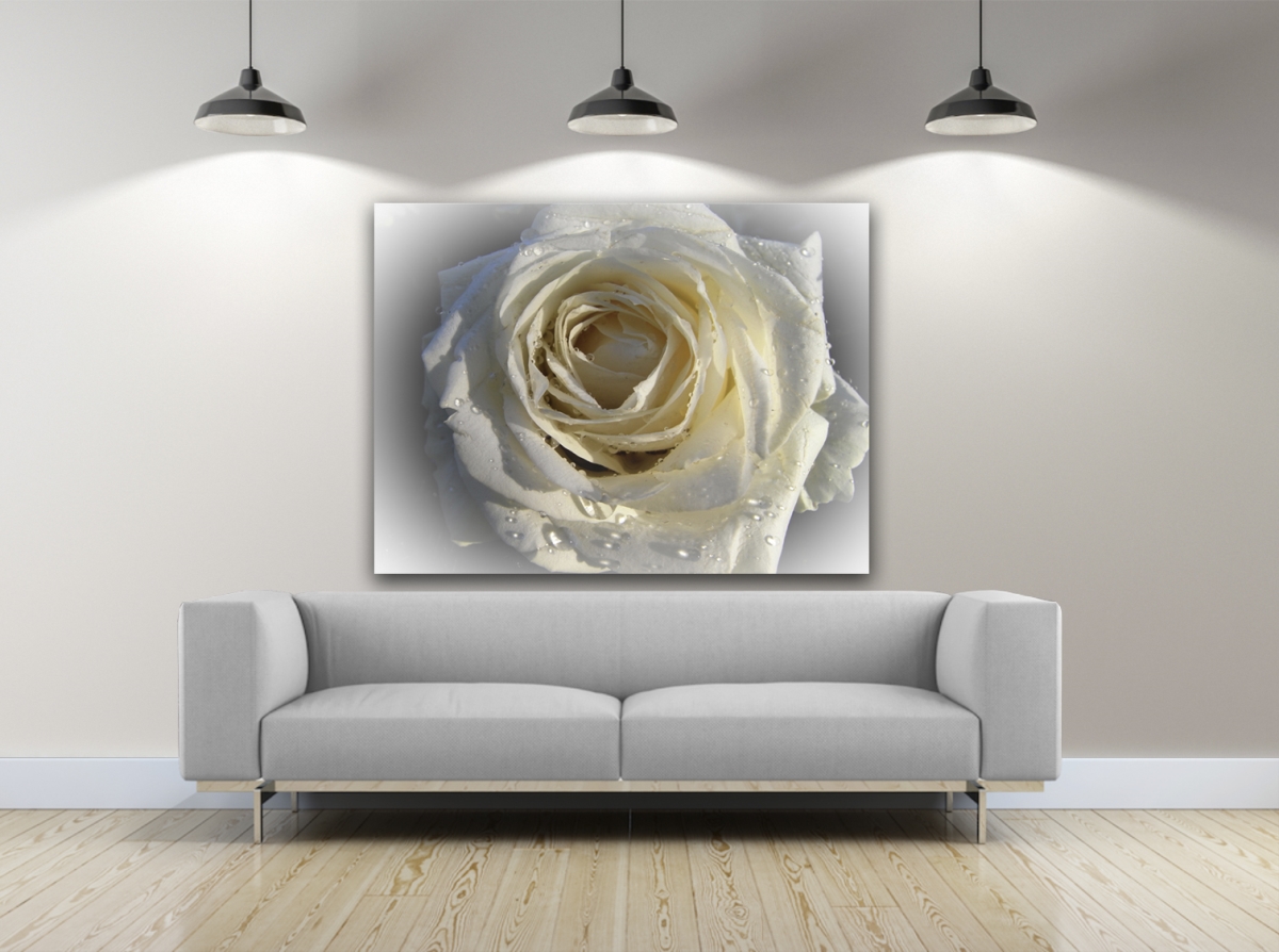 Wet White Rose Photography Canvas Art, 30 x 40 in.