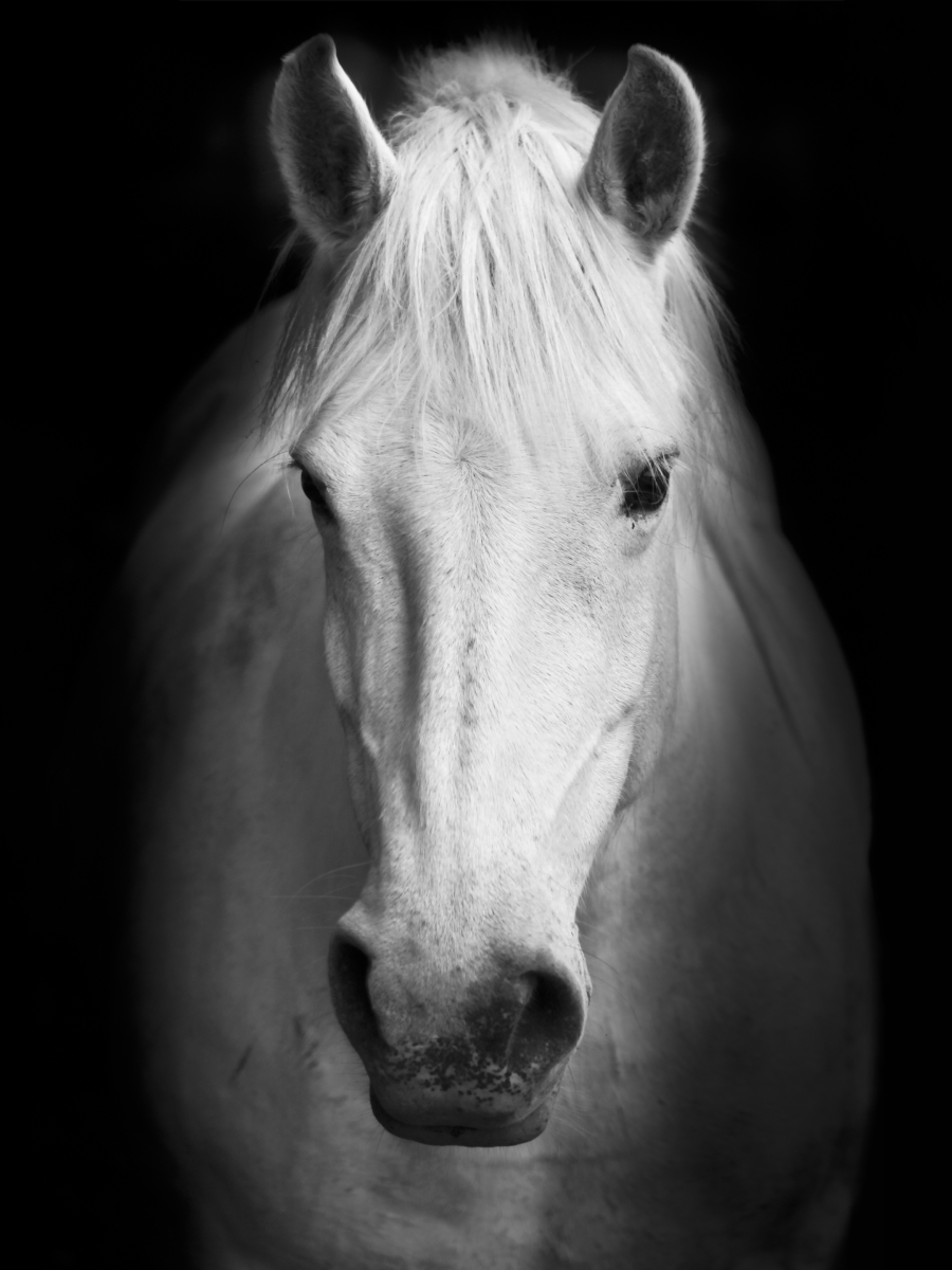 Picture of Artful Printers C-16202121 White Horse Face Photography Canvas Art, 16 x 20 in.