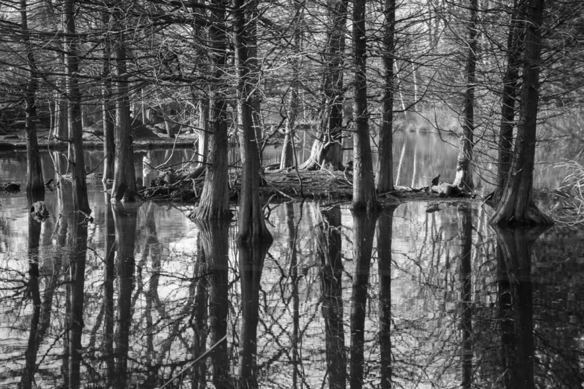 Picture of Artful Printers C-16202125 Winter Swamp Photography Canvas Art, 16 x 20 in.