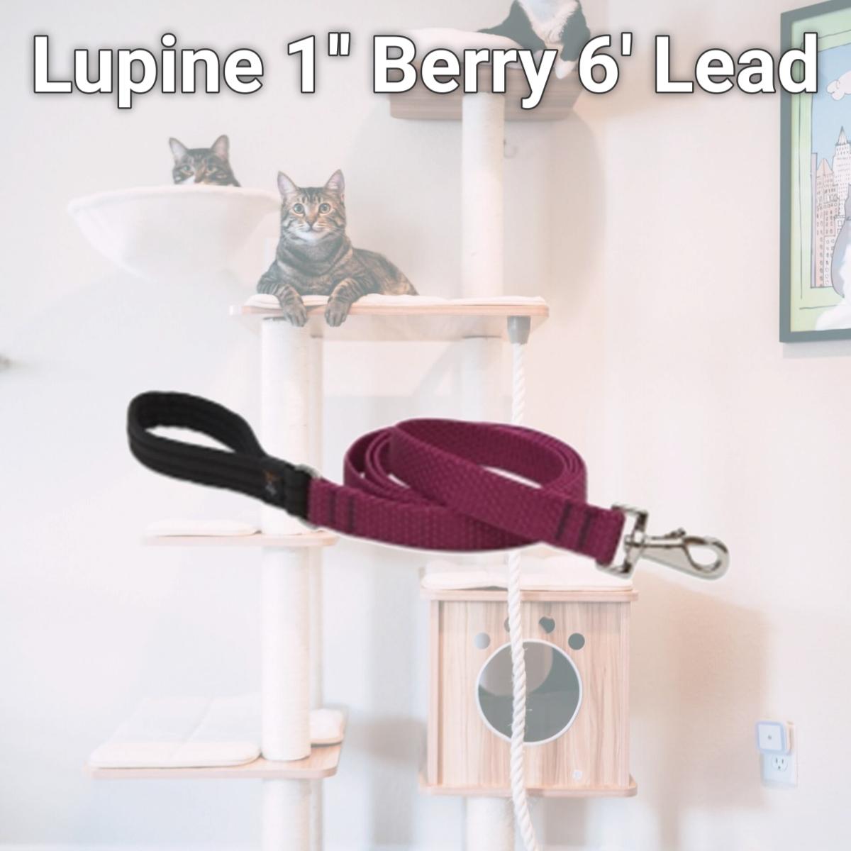 Picture of Lupine 1&apos;&apos; Berry 6&apos; Lead