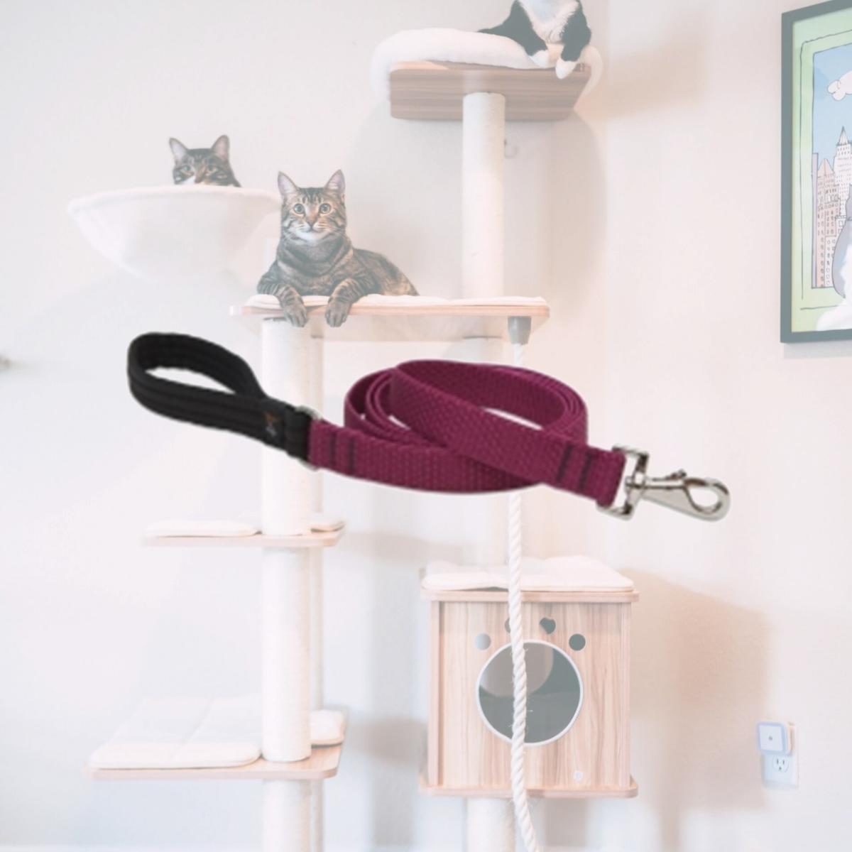 Picture of Lupine 1&apos;&apos; Berry 6&apos; Lead