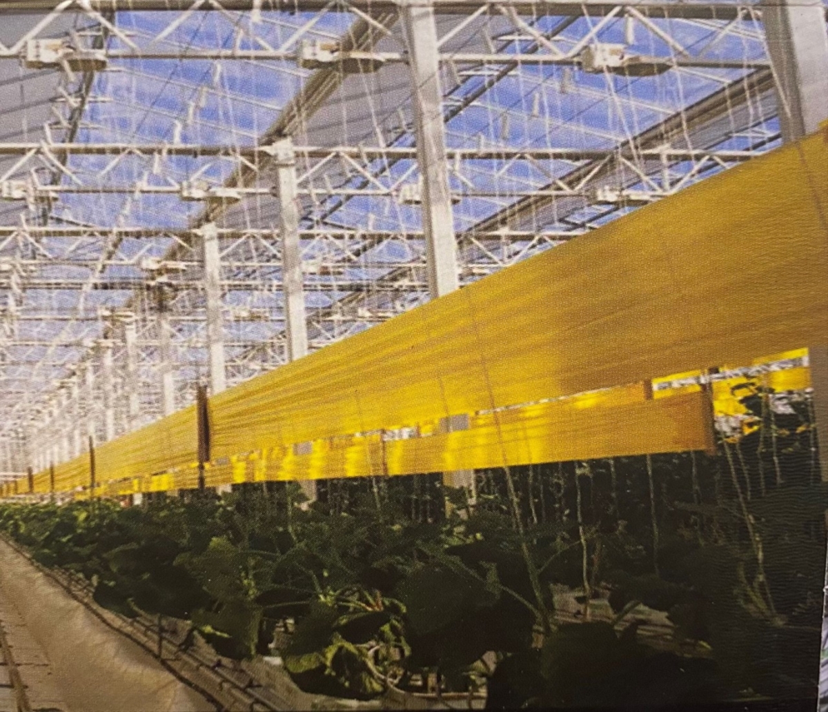 -CATCHY Catchy 33FT double Sided Fly Trap Film