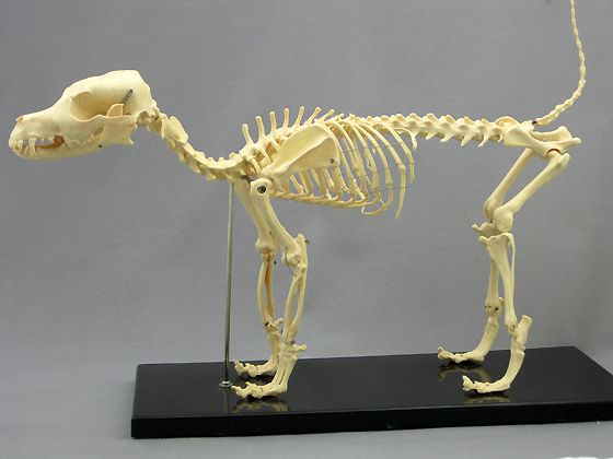 Dog Canine Skeleton