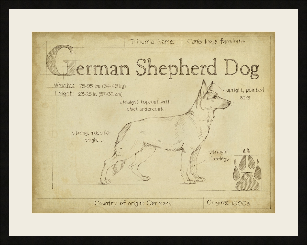 6505 Antique German Shepherd, Framed Fine Art Print with Glass -  Somerset House Publishing