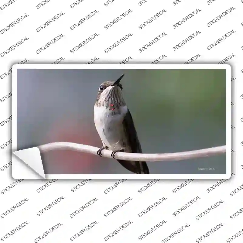 LP-11246s-L Hummingbird Perched on Branch Novelty Sticker Decal - Large