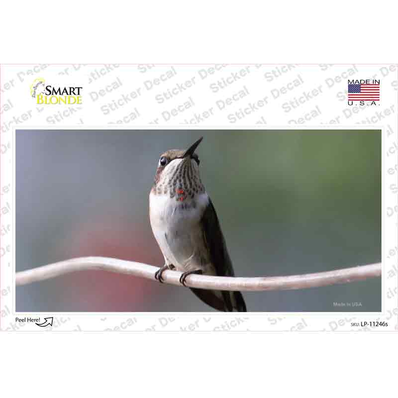 LP-11246s-M Hummingbird Perched on Branch Novelty Sticker Decal - Medium