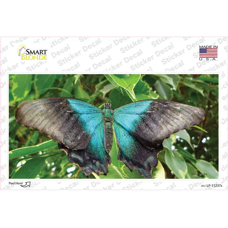 LP-11237s-M Butterfly Blue & Black Novelty Sticker Decal - Medium