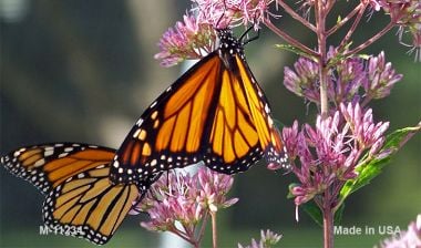 M-11234 Butterfly Monarch on Flower Novelty Magnet - 3.5 x 2 in -  Smart Blonde