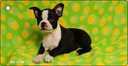 SMART BLONDE Boston Terrier Novelty Metal Key Chain KC-2159