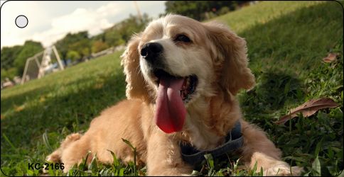 SMART BLONDE Cocker Spaniel Novelty Metal Key Chain KC-2166