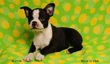 M-2159 3.5 x 2 in. Boston Terrier Novelty Metal Magnet