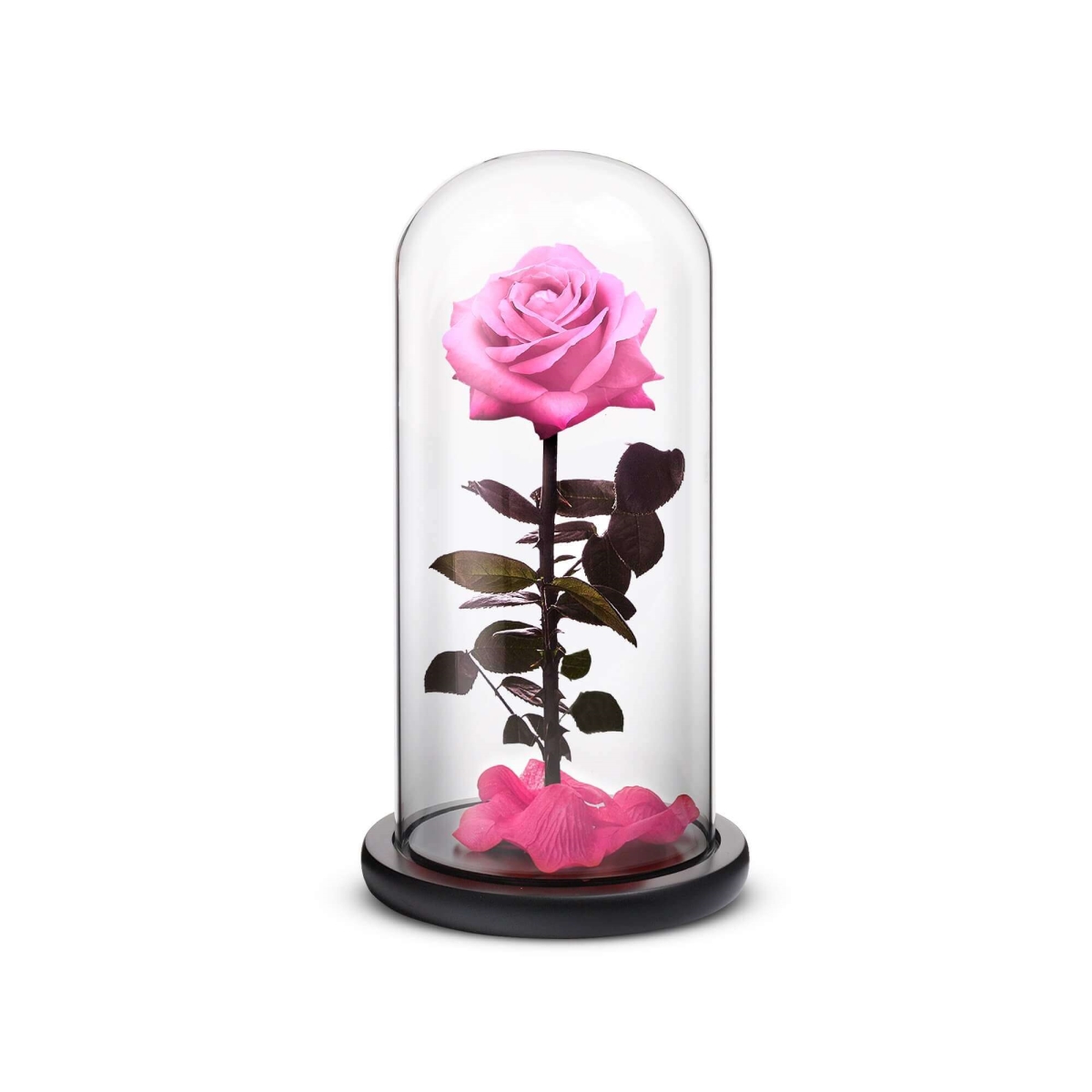 RSPH-R-S-Pink Red Everlasting Flower - Small