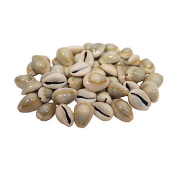 Picture of U.S. Shell 08001 Ringtop Cowrie - 50 Piece